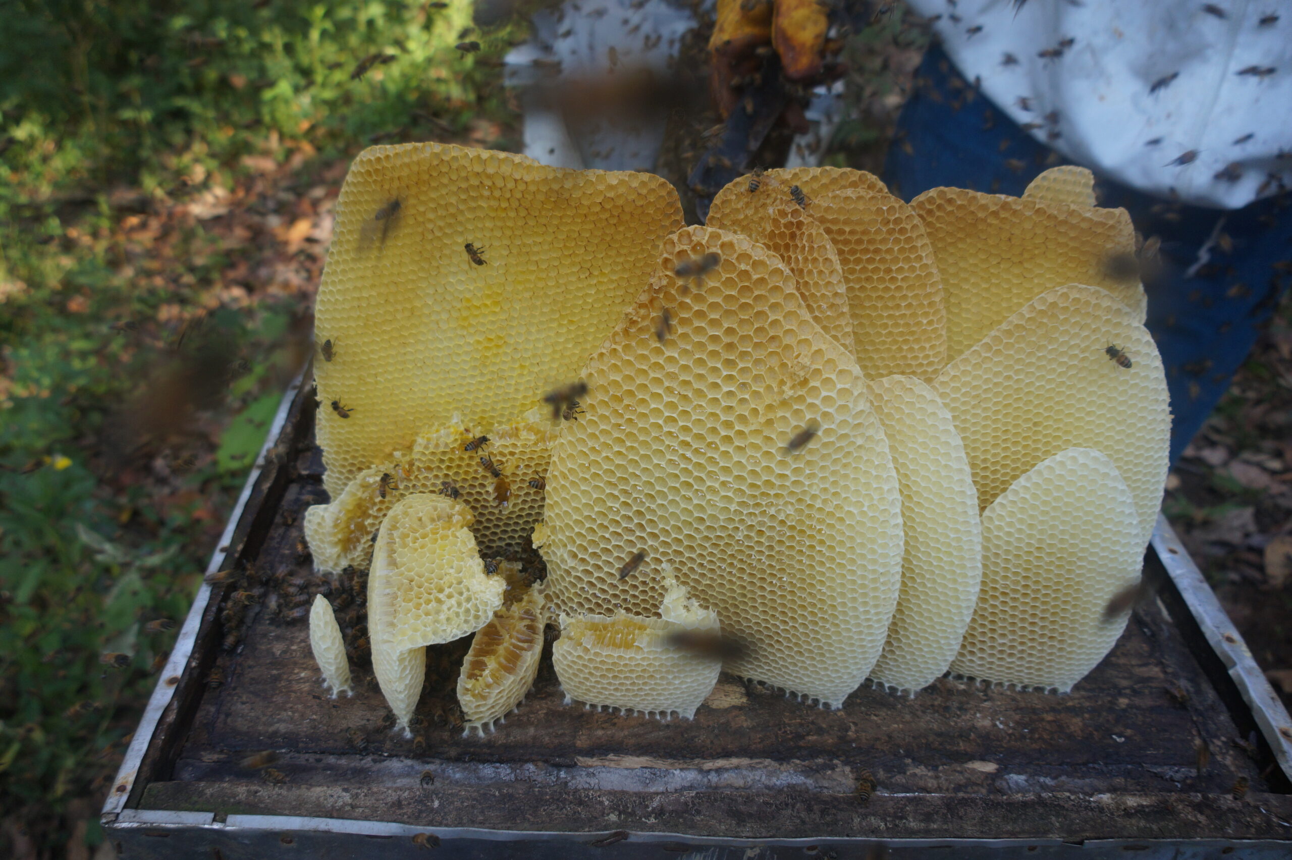 Taller apicultura tres