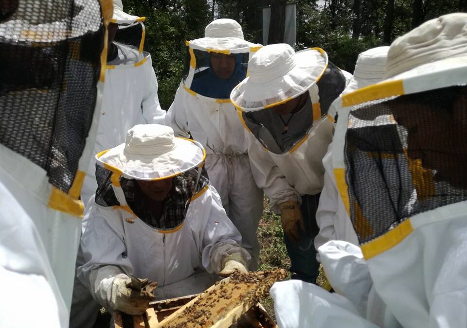 Taller apicultura dos
